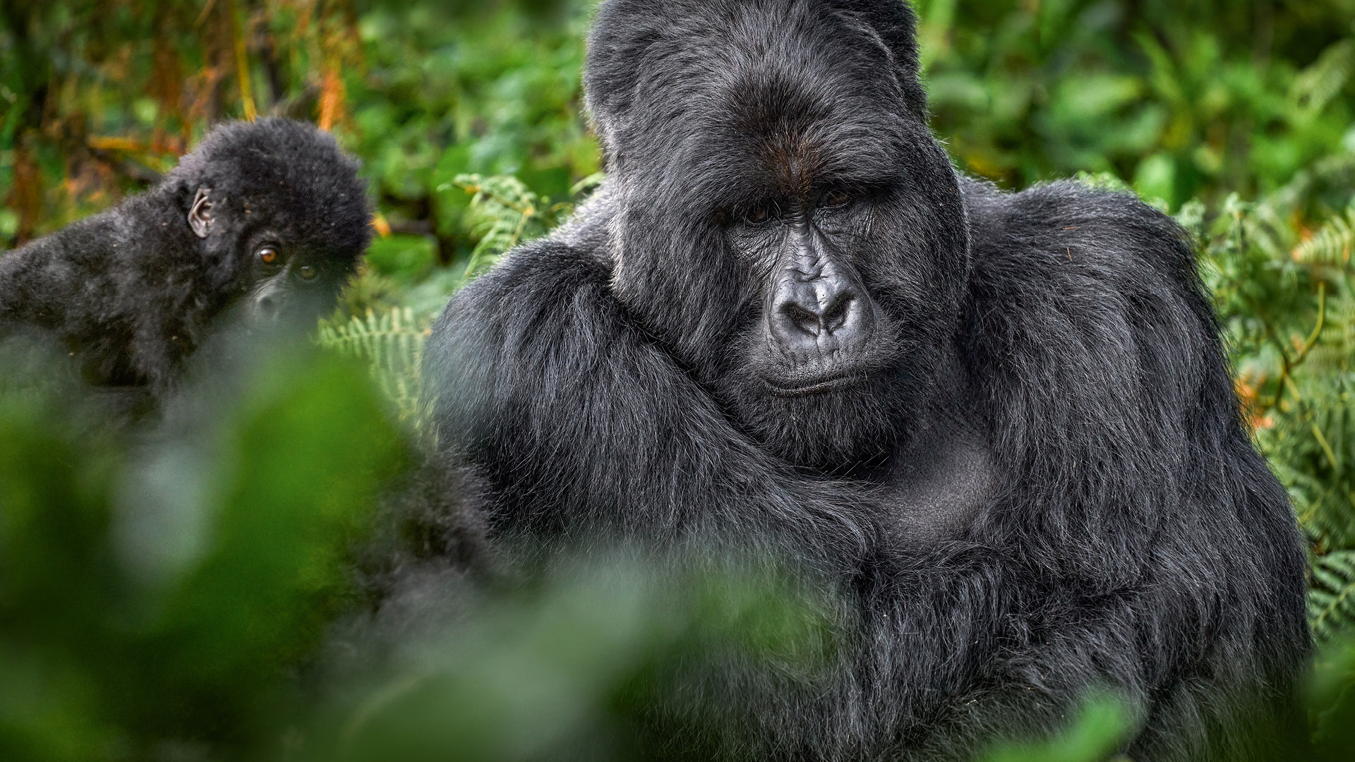 adult mountain gorilla with a young baby in mgahinga gorilla national park in uganda