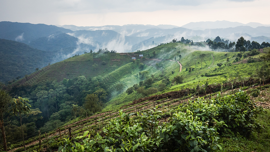 The landscape where Erebero Hills will be built, overlooking the Bwindi Impenetrable Forest.