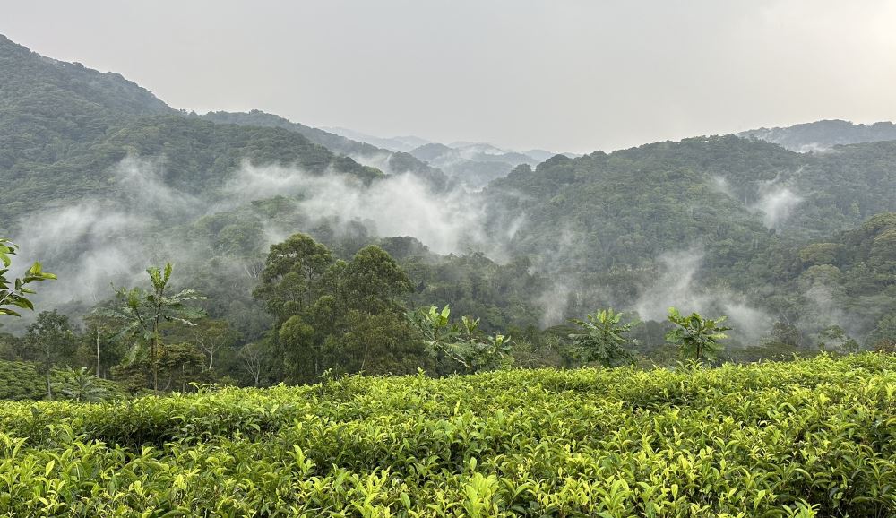 The early morning mist hangs over Bwindi Forest, Uganda.