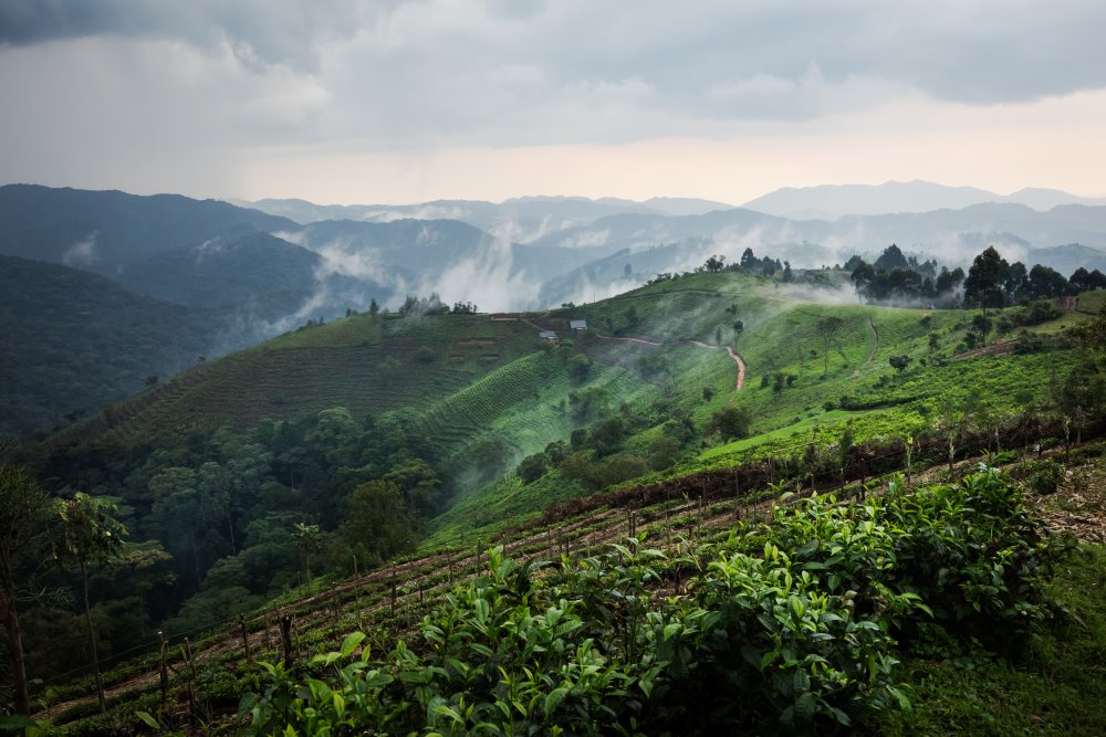 The morning mist clings to the hills around the Bwindi Forest.