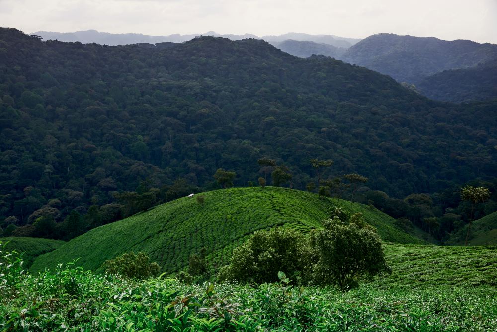 A view over the tea plantations towards Bwindi Forest.
