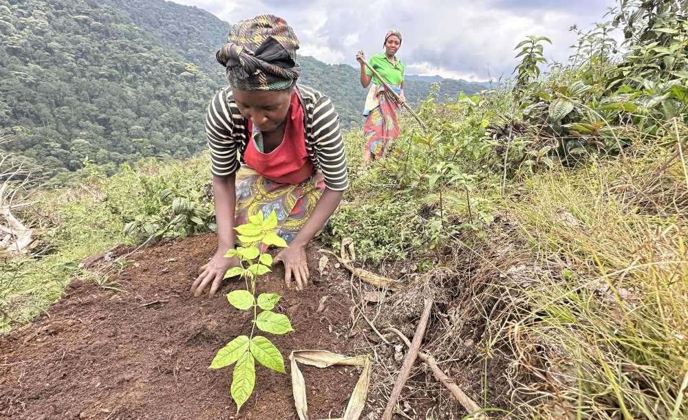 A local member of the community plants another young sapling.