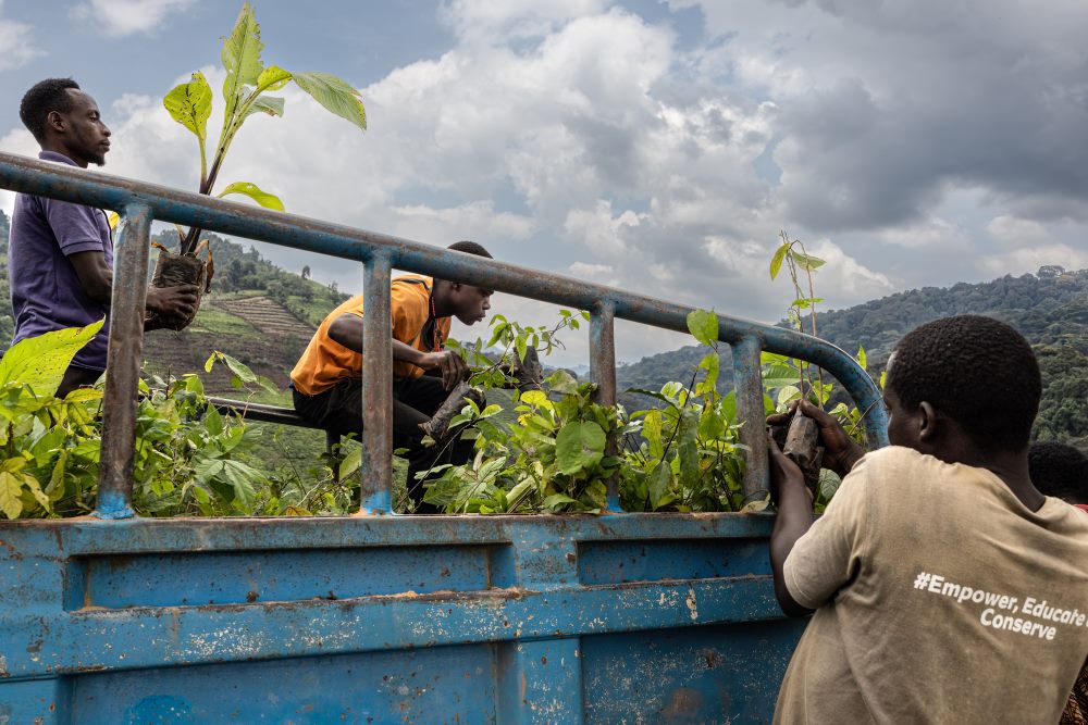 A truck delivers saplings to the reforestation project, Bwindi, Uganda.