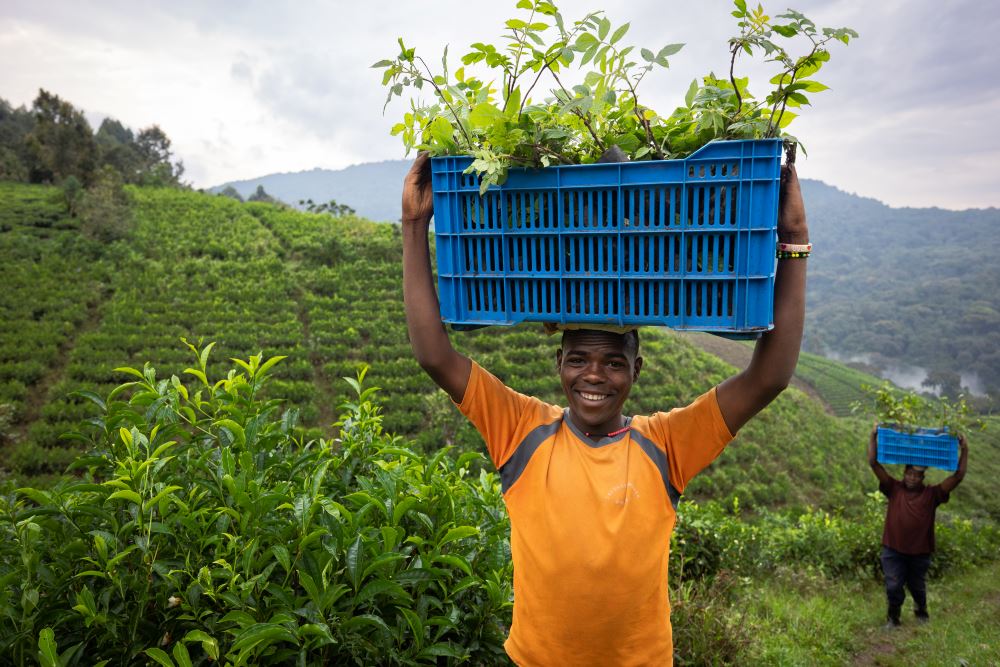 A community member carries saplings, Bwindi, Uganda