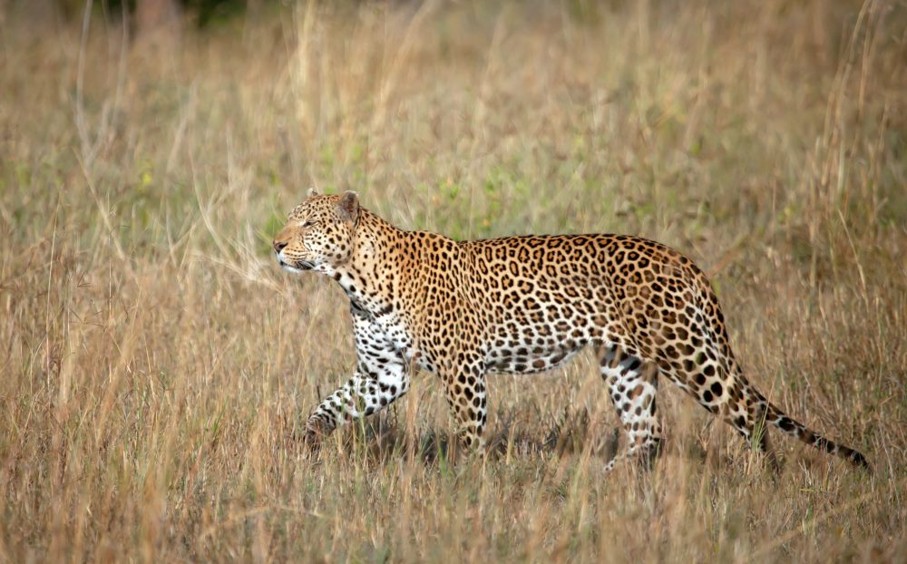 A leopard walking through the grasses near Dunia Camp in the Serengeti National Park.