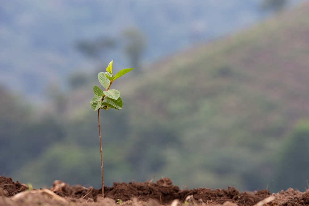 A young and recently planted sapling, Bwindi, Uganda