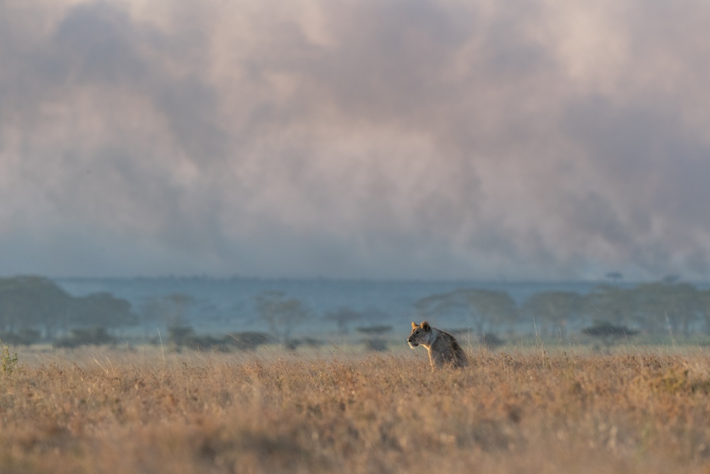 A lone lioness sits in the dry grass as clouds build in the sky above her.