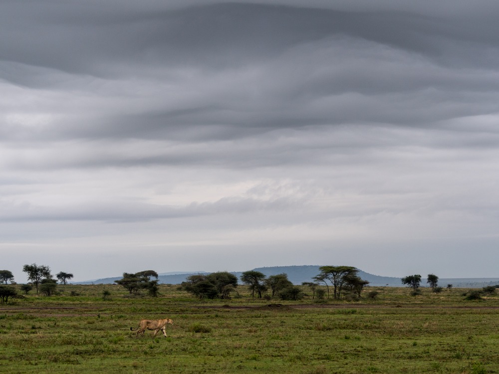 A lioness walks across green grass beneath grey skies in the northern Serengeti, Tanzania.