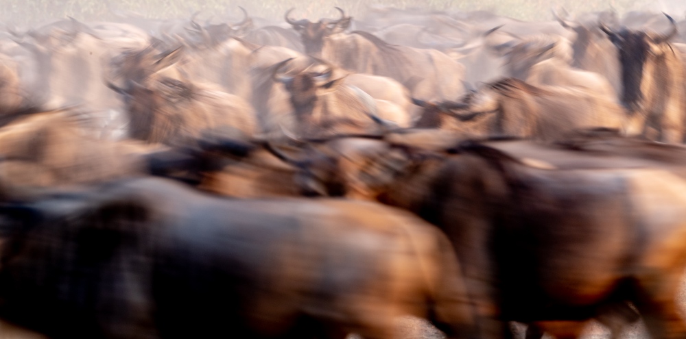 A herd of wildebeest with motion blur as they gallop in the southern Serengeti, Tanzania