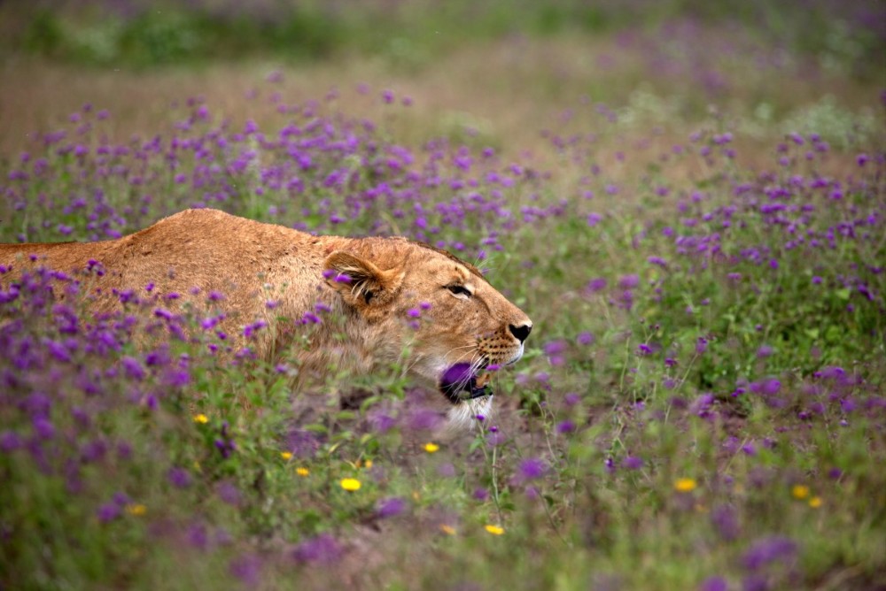 A lioness walks amongst a bed of wildflowers in Tanzania