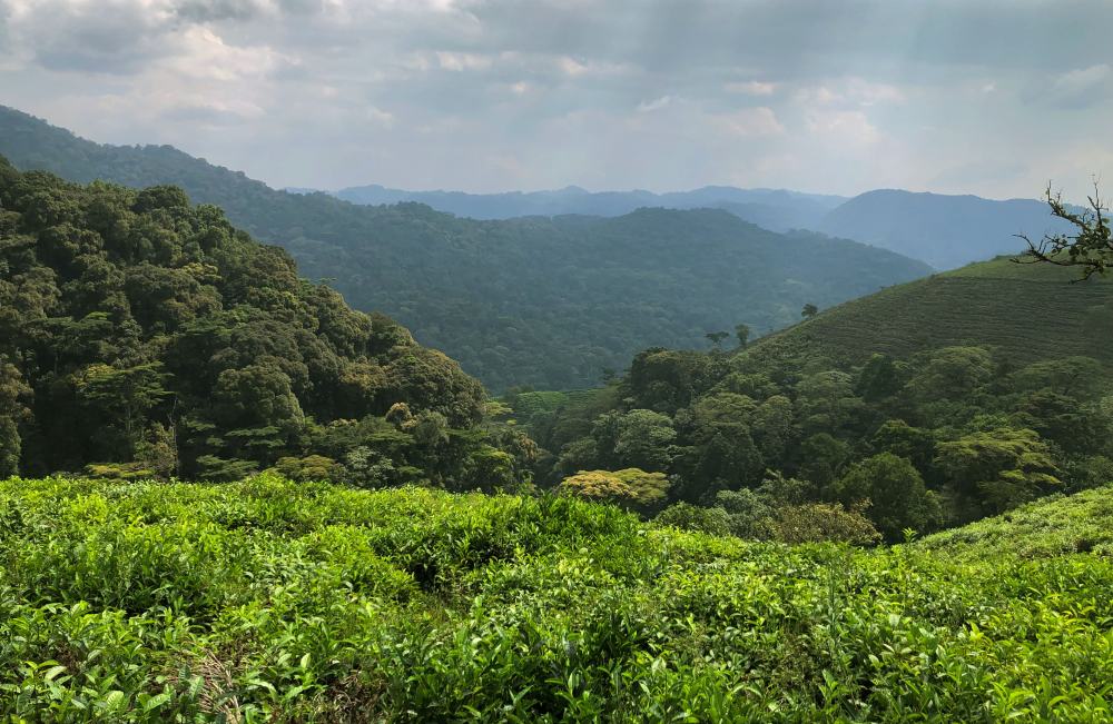 A view over tea plantations into the dense greenery of Bwindi Forest, Uganda.