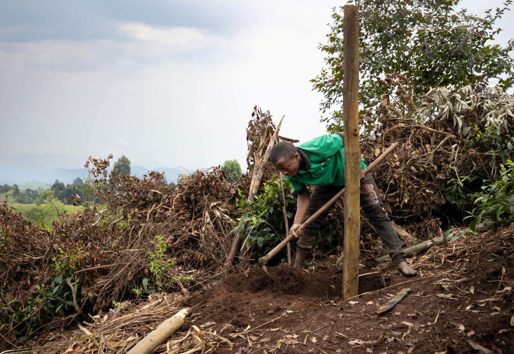 A man digs in a wooden pole for use within the syntropic farm, Erebero Hills, Uganda.