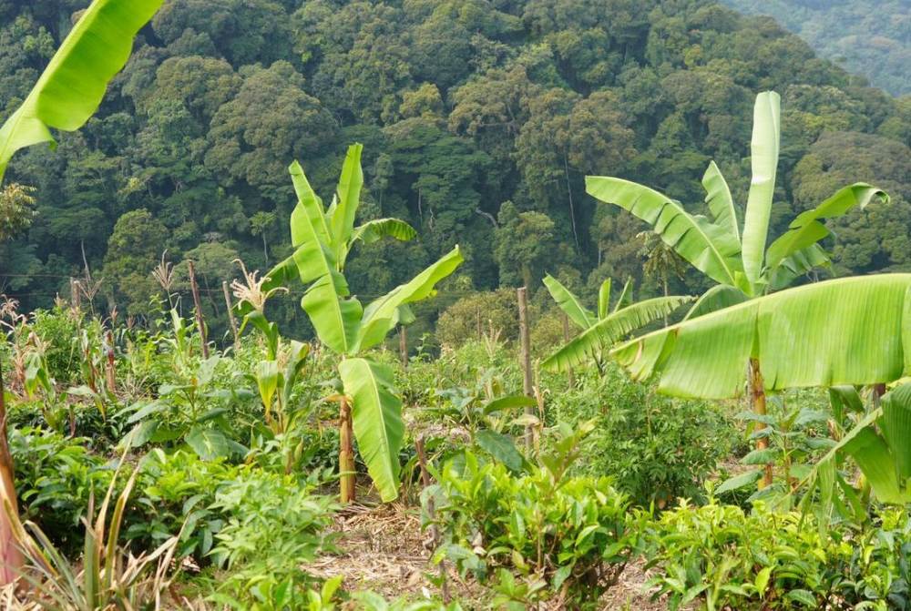 The syntropic farm with Bwindi Forest in the background.