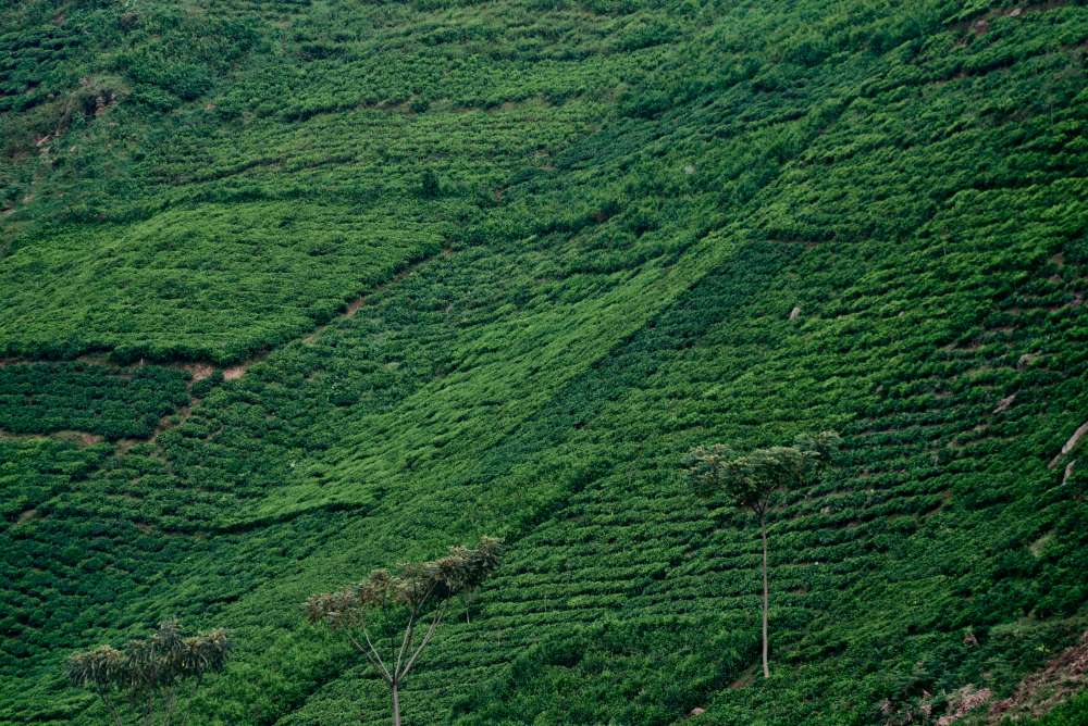 Tea plantations covering the slopes of the valley have depleted the soil's nutrients.