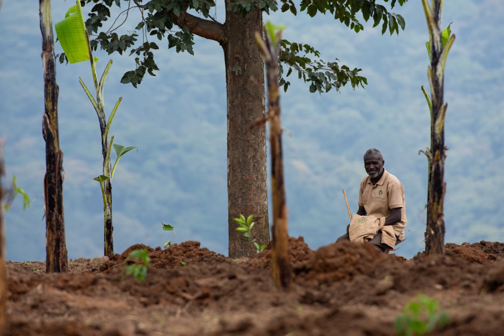 A man looks on at the progress being made at the syntropic farm, Erebero Hills, Uganda.
