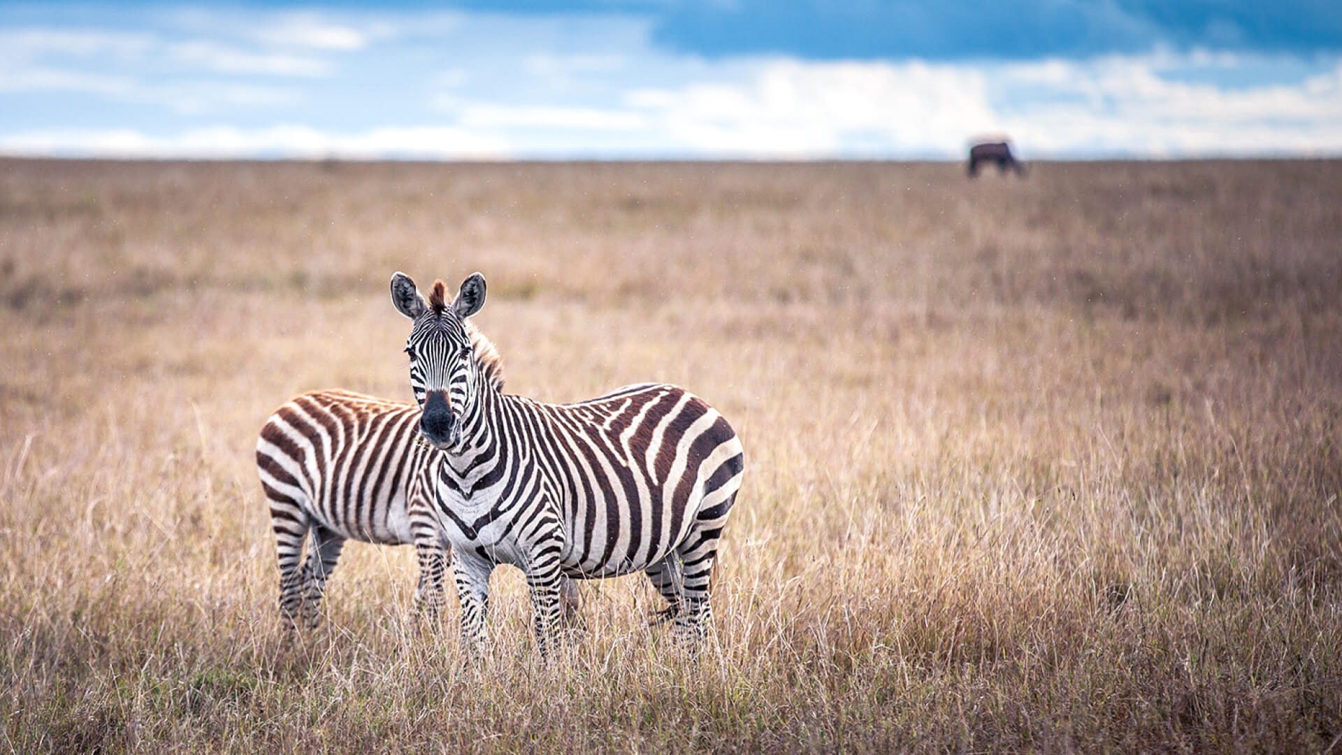 Two zebras stand in the dry grasses of East Africa - Asilia Africa