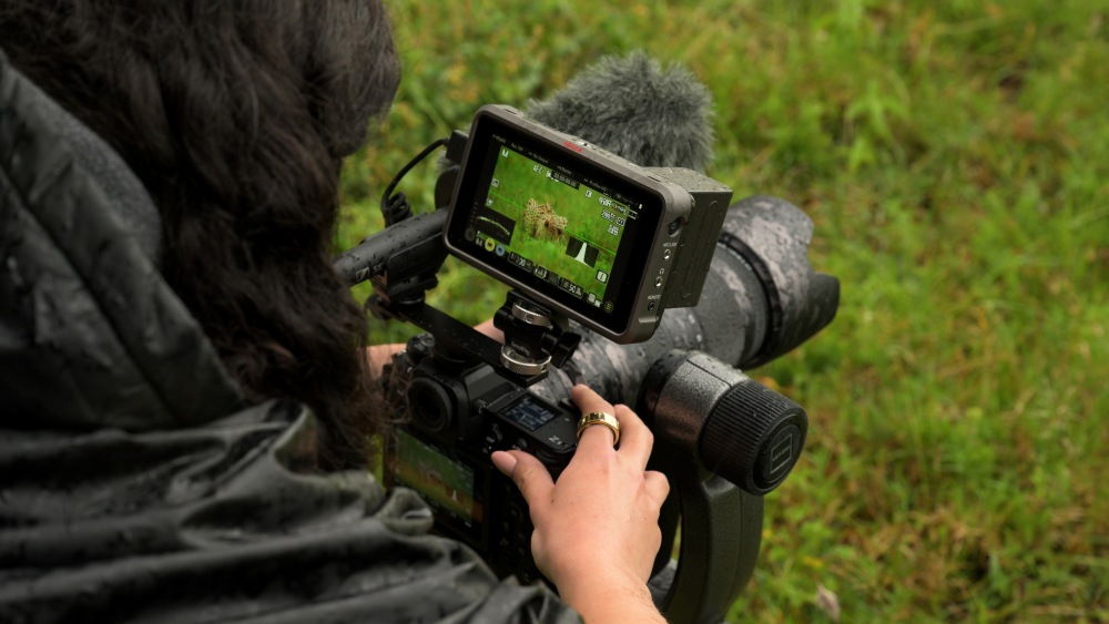 Over the shoulder of a photographer getting the perfect shot of a cheetah.