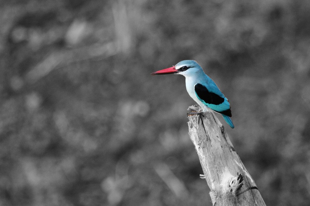 A Woodland Kingfisher