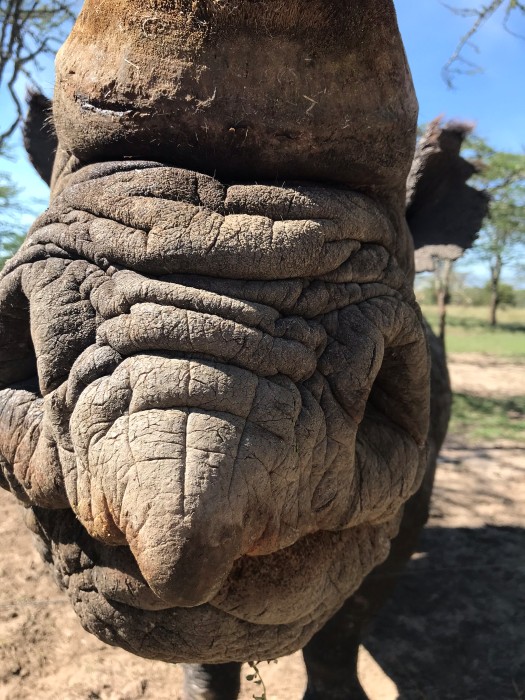 A close up of the mouth of a Black Rhino, Ol Pejeta Conservancy, Kenya