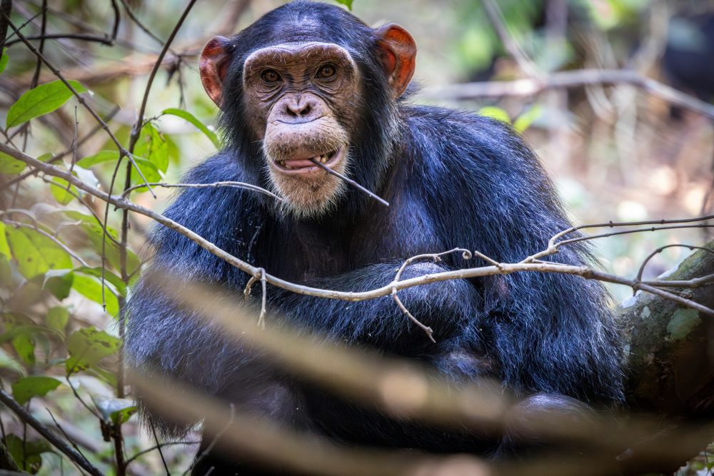 A chimpanzee in the forest of Rubondo Island National Park