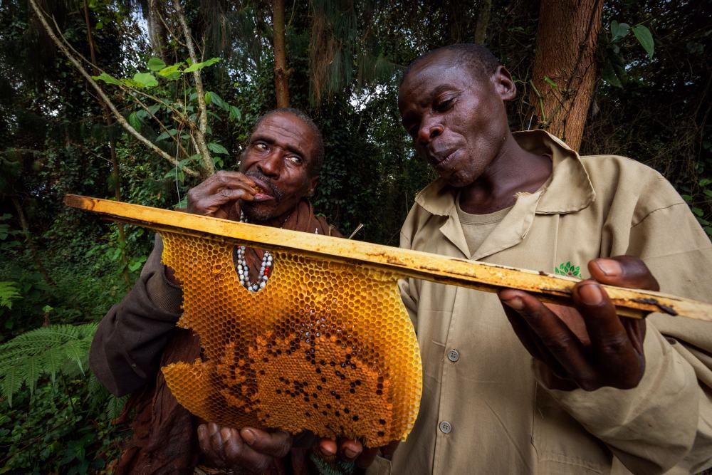 Men sampling fresh honey in Bwindi, Uganda.