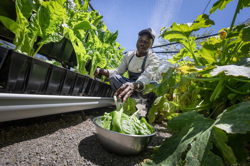 Chef gathering fresh greens from the vertical farm, Encounter Mara, Kenya.