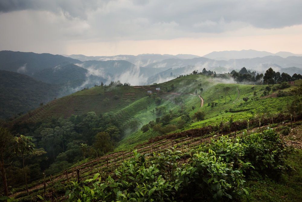 The morning mist clings to the landscape of Erebero Hills, Uganda.