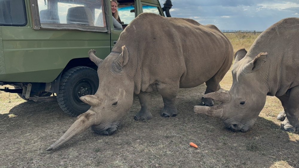 The planet's last two Northern White Rhino at Ol Pejeta Conservancy, Kenya