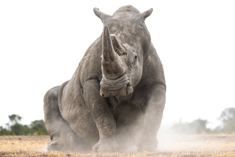 A rhino enjoys a dust bath in Ol Pejeta Conservancy, Kenya.