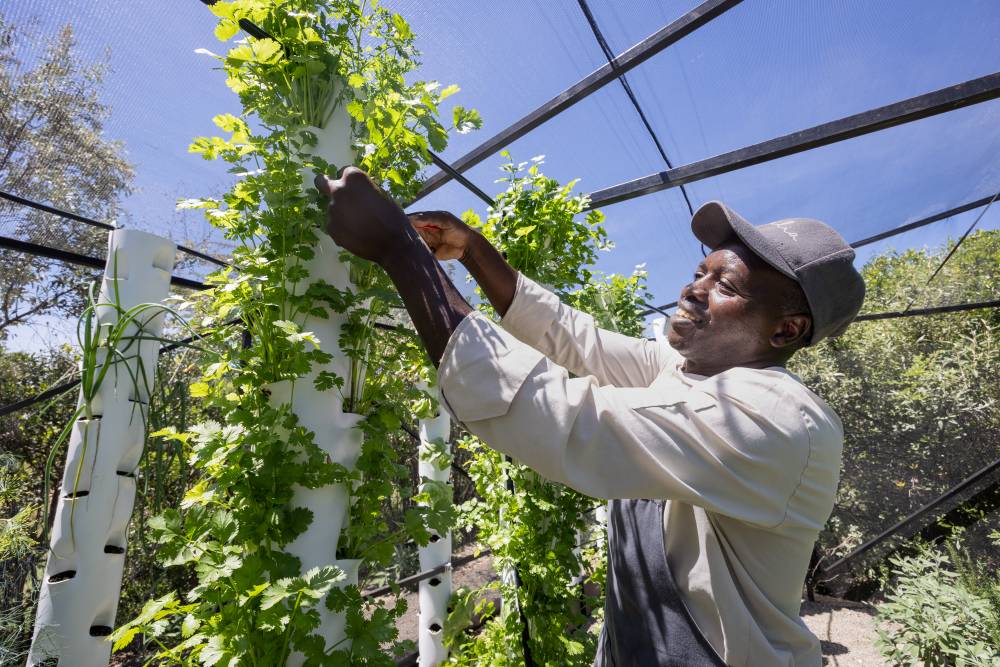 Fresh herbs being cut from a vertical tower, Encounter Mara, Mara Naboisho Conservancy.