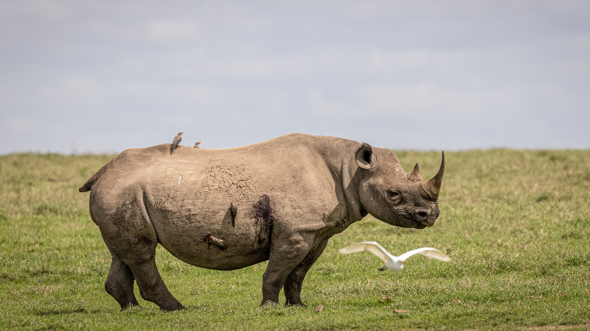 a single rhino stood on the plains in ol pejeta conservancy in kenya east africa - asilia africa