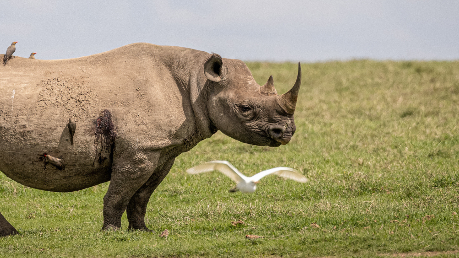 a single rhino stood on the plains in ol pejeta conservancy in kenya east africa - asilia africa
