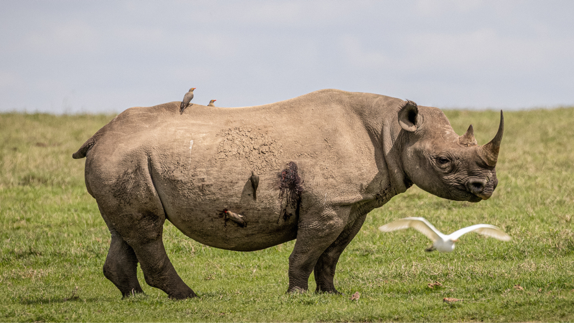 a single rhino stood on the plains in ol pejeta conservancy in kenya east africa - asilia africa