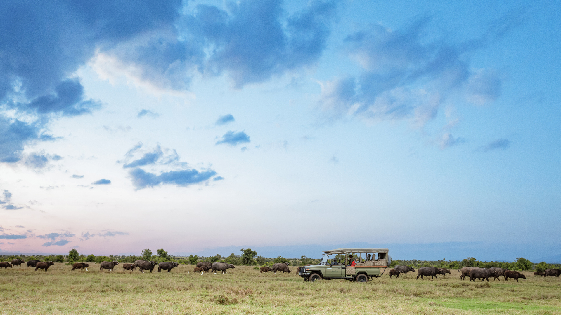 an asilia africa safari vehicle amongst a herd of buffalo in ol pejeta conservancy in kenya at sunset
