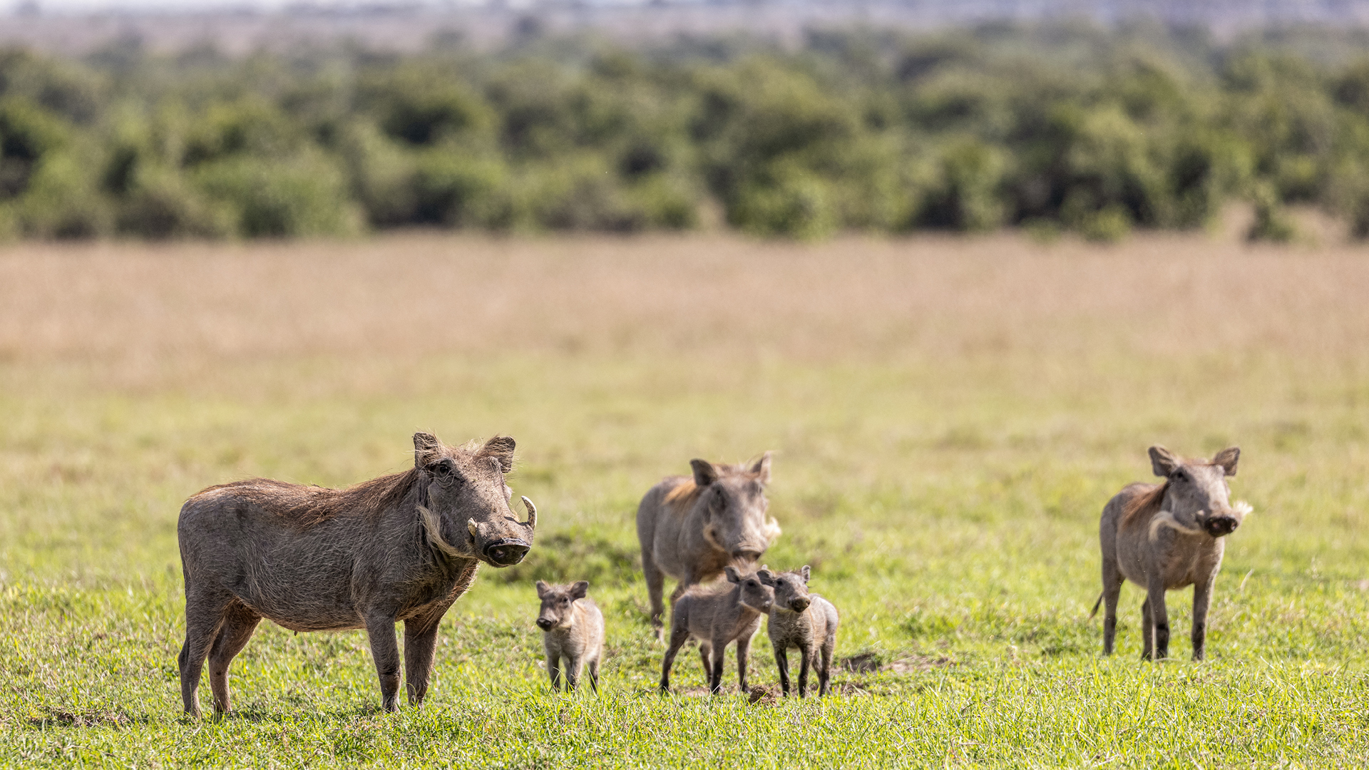 a family of warthogs stand in ol pejeta conservancy in kenya, asilia africa