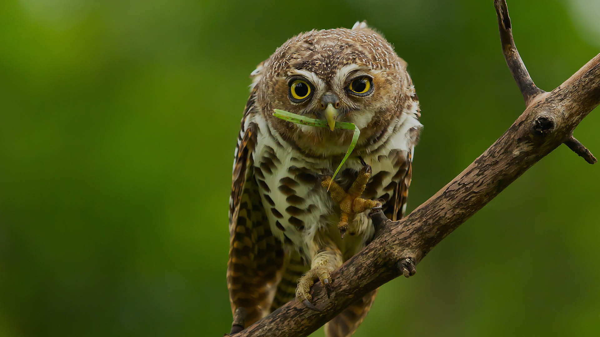 Small African Scops Owl camouflaged against dry grass and twigs