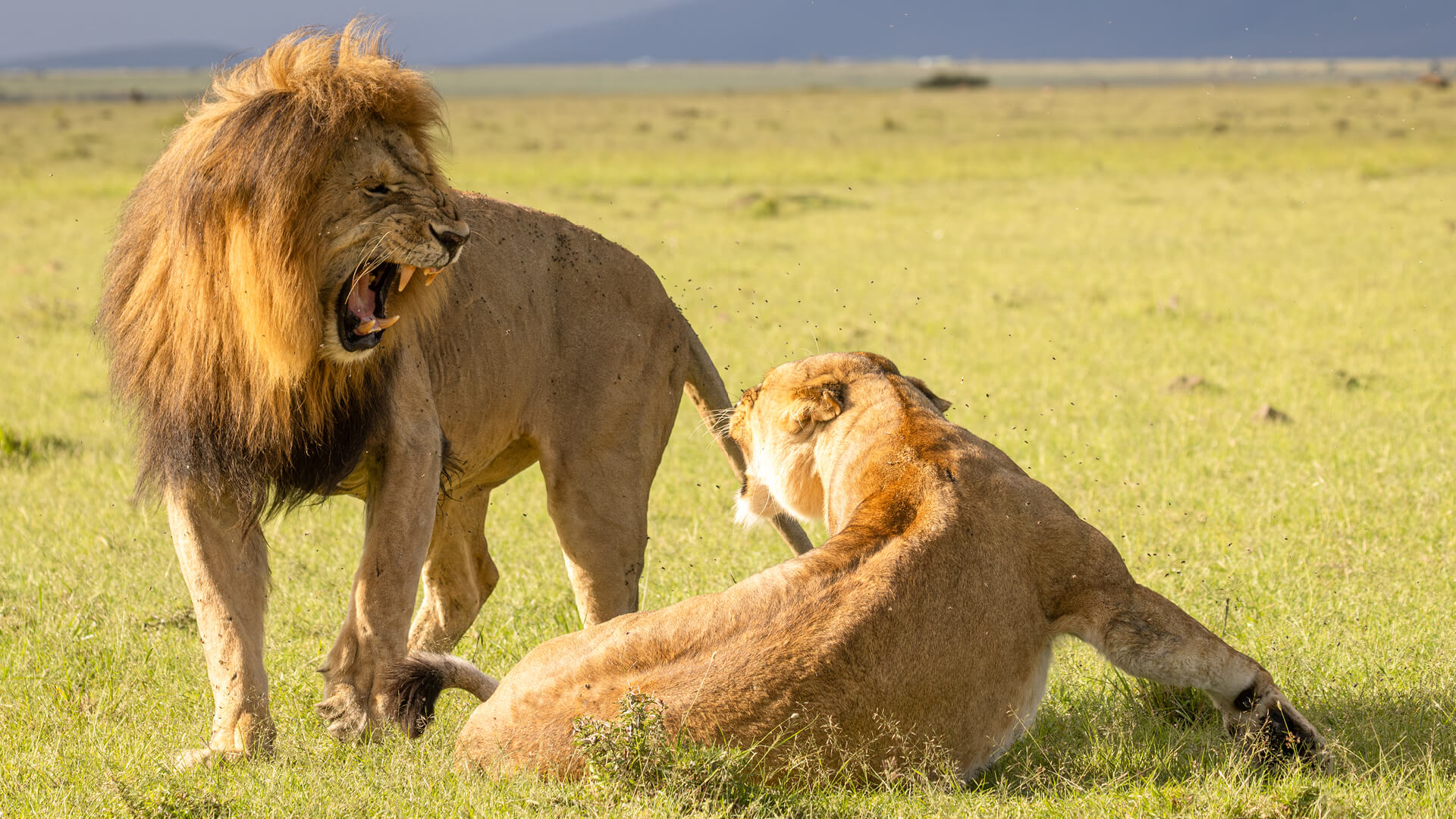 Pair of lions in natural setting within Naboisho Conservancy, surrounded by bush