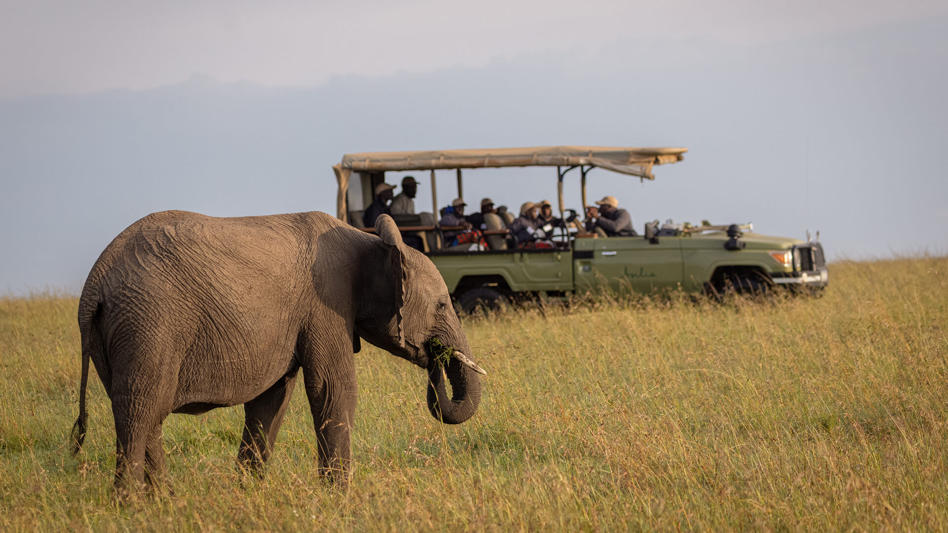 elephant grazing near the vehicle as guide talks to Twende Porini students as they watch closely
