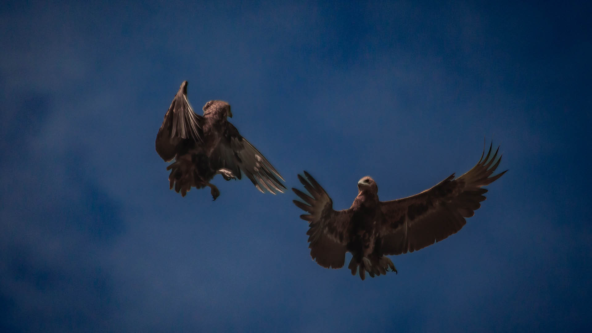 Bateleur Eagle in flight with striking black, white, and red plumage