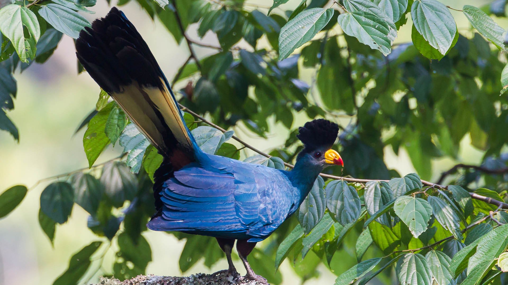 Great Blue Turaco perched on a branch in tropical forest