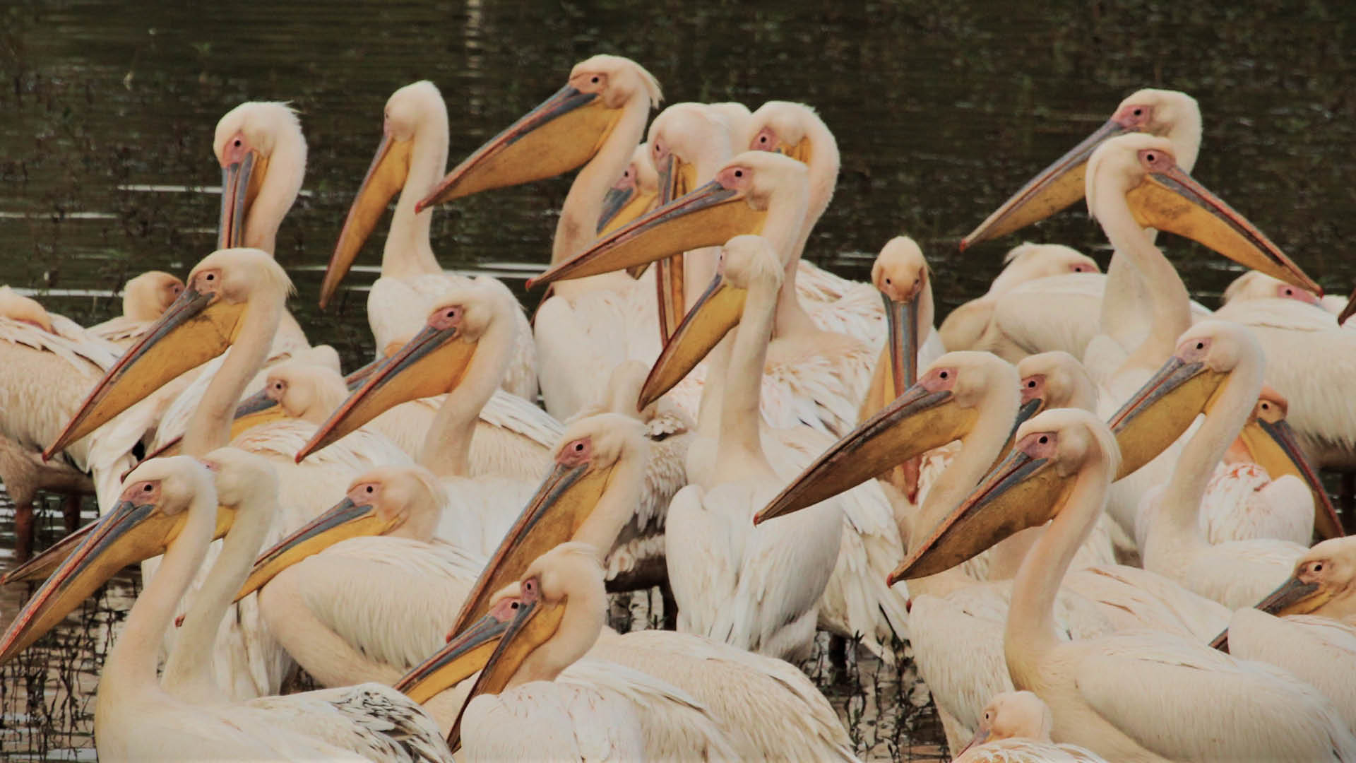Great White Pelican in flight with massive wingspan over an East African lake