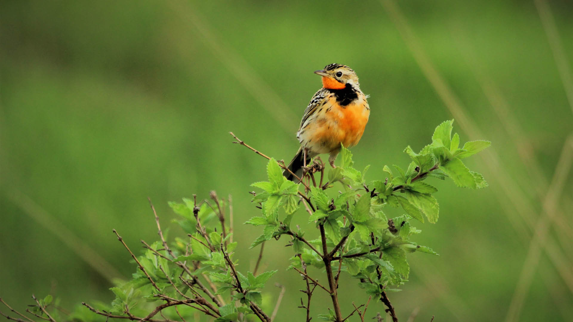 Pangani Longclaw with striking orange throat and bold black necklace