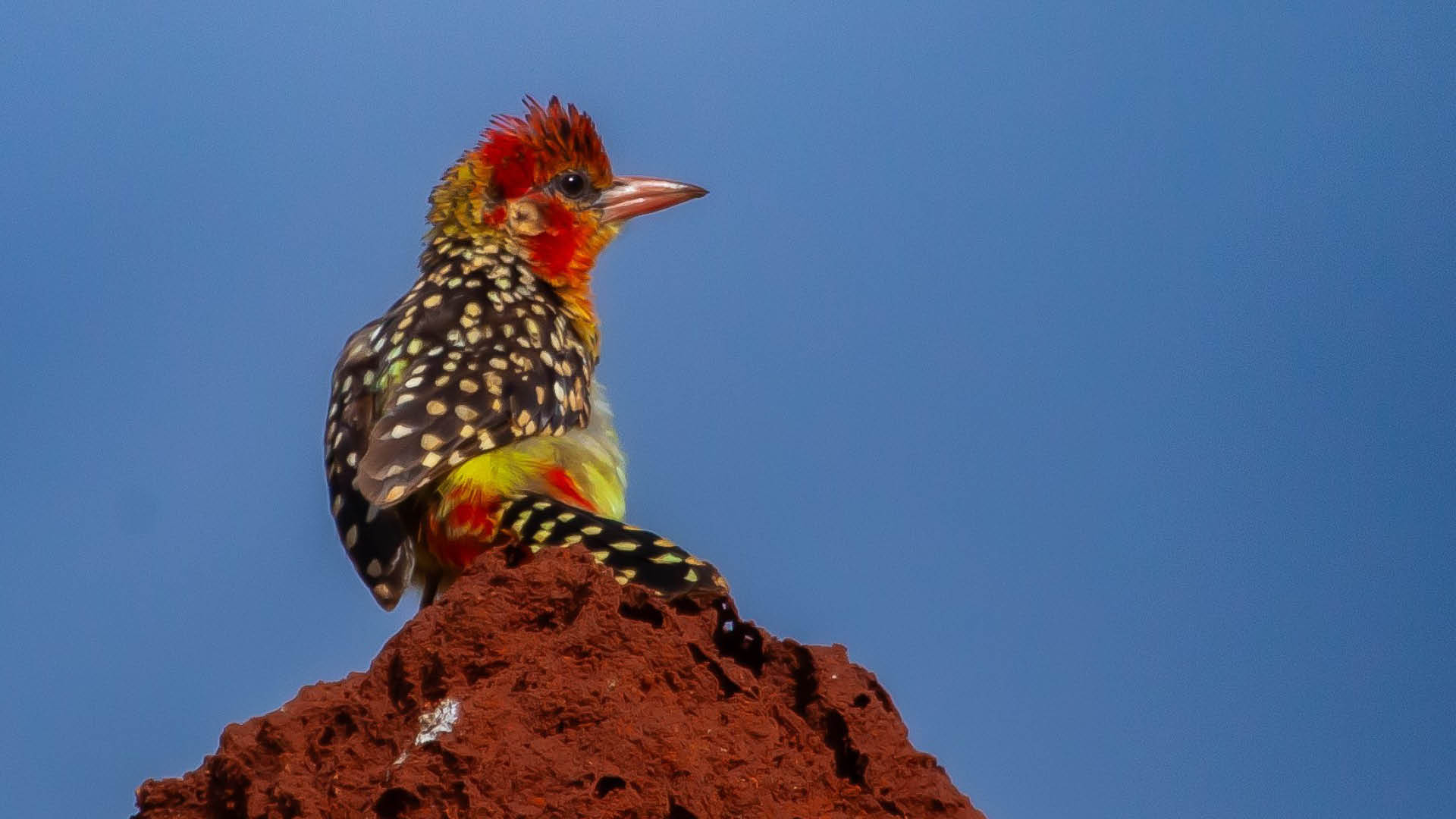 Bright Red-and-Yellow Barbet perched on a rock, vibrant plumage against arid landscape