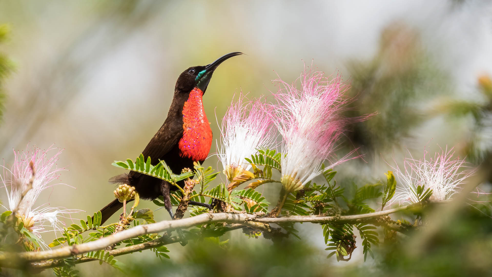 Scarlet-chested Sunbird perched on a branch with pink acacia flowers
