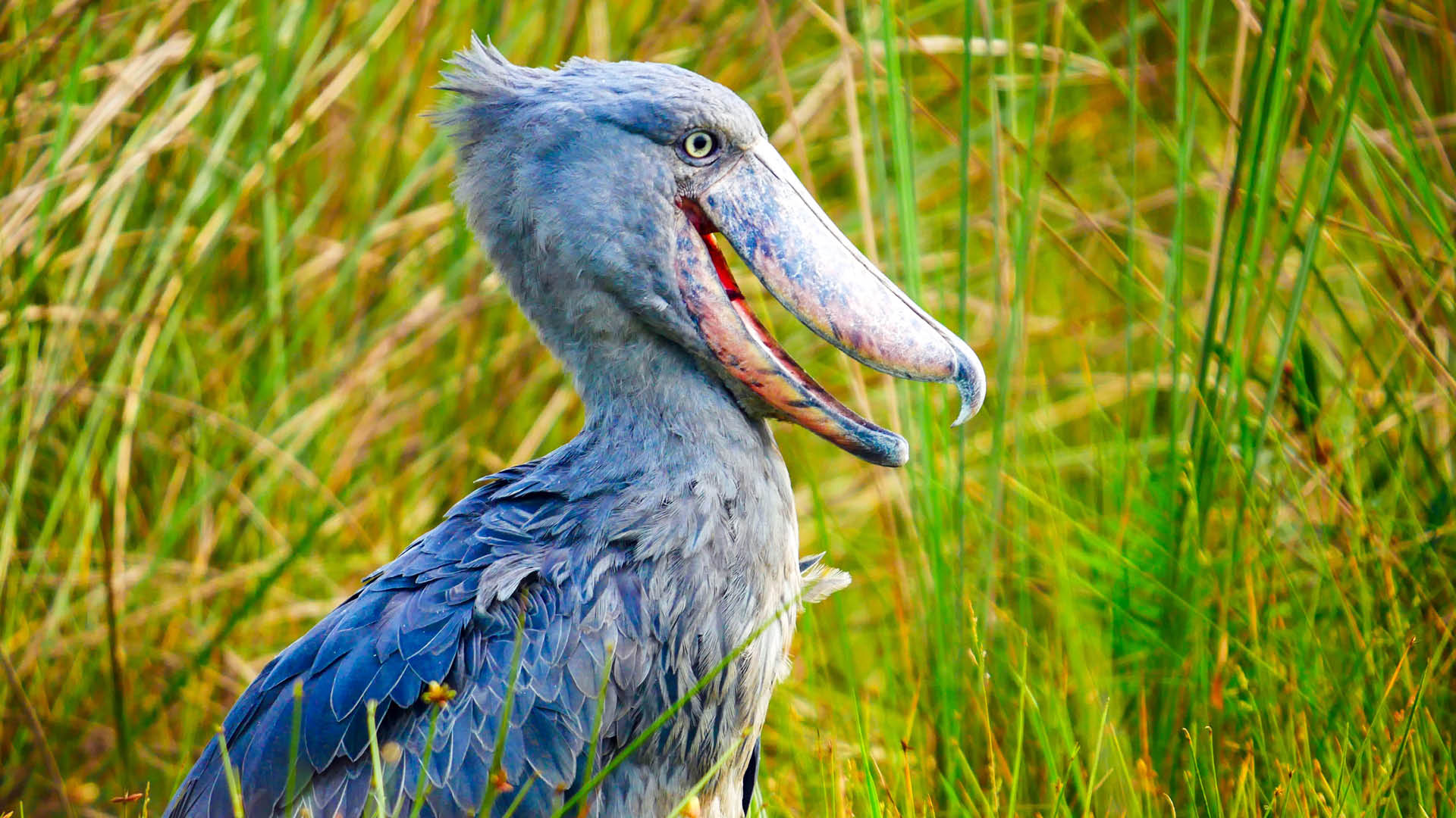 Shoebill stork standing among papyrus reeds in East African wetland.