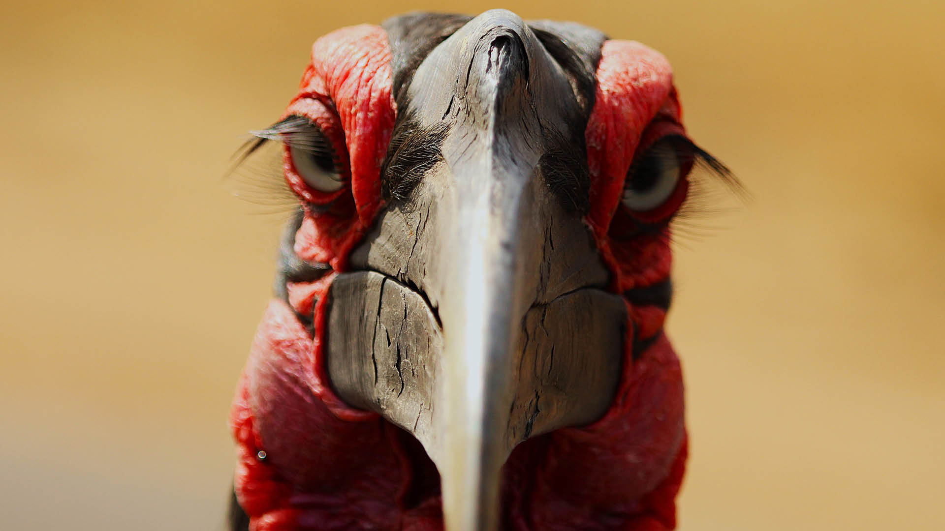 Large Southern Ground Hornbill walking through grass, striking black feathers with red facial skin