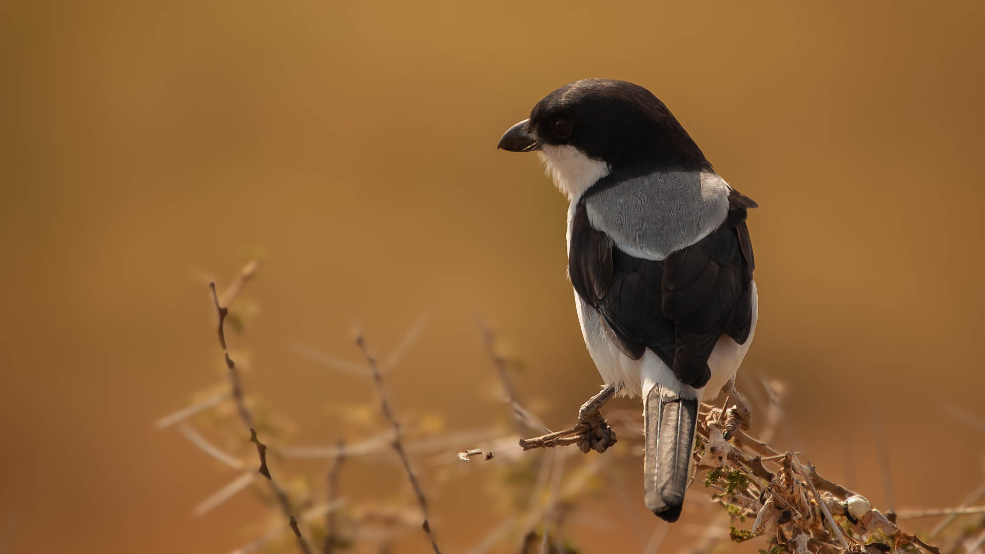 Taita Fiscal Shrike perched on bare branch, small black-and-white bird with hooked beak