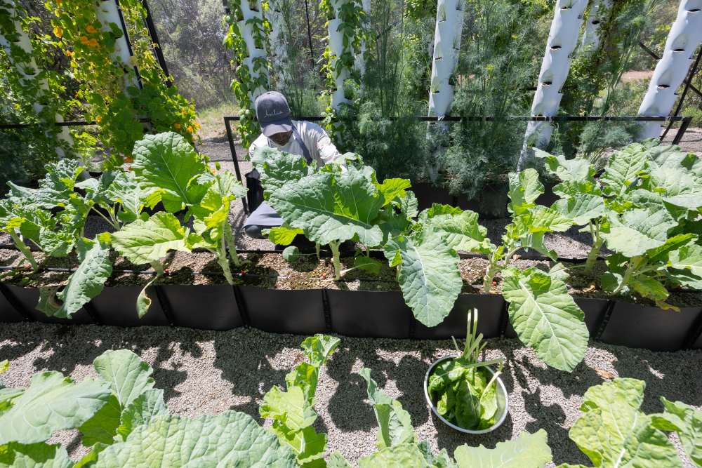 Rows and towers of fresh produce, Encounter Mara, Mara Naboisho Conservancy.