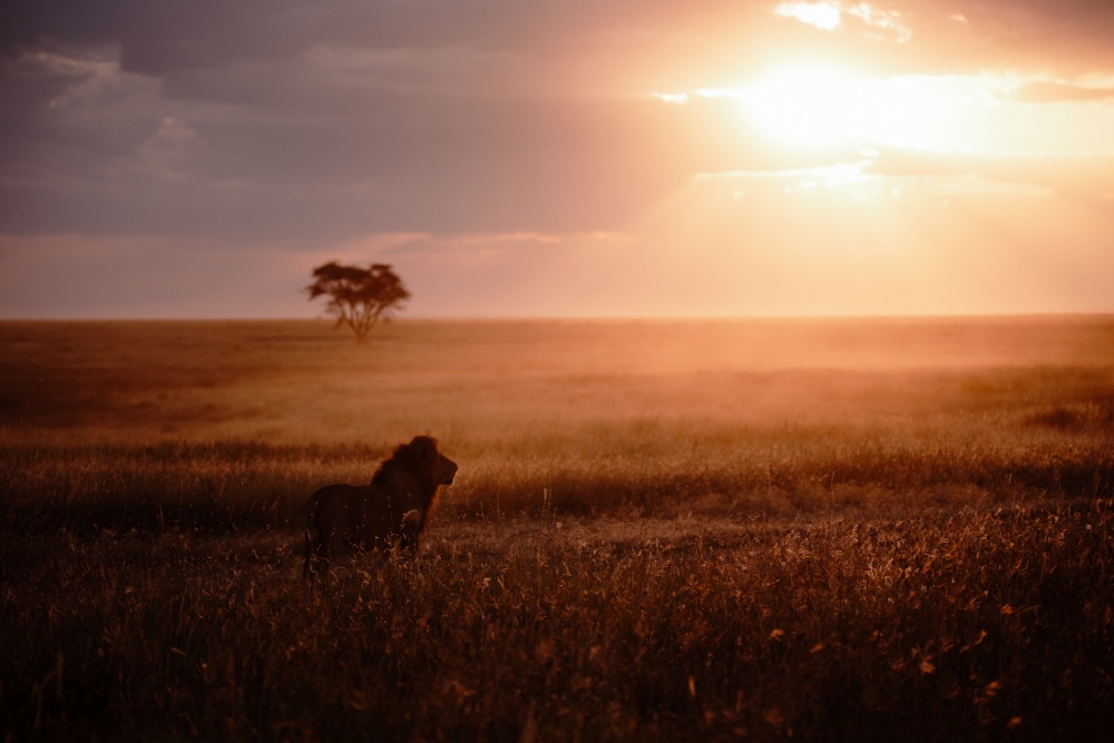 A male lion in the morning light of the Serengeti National Park.