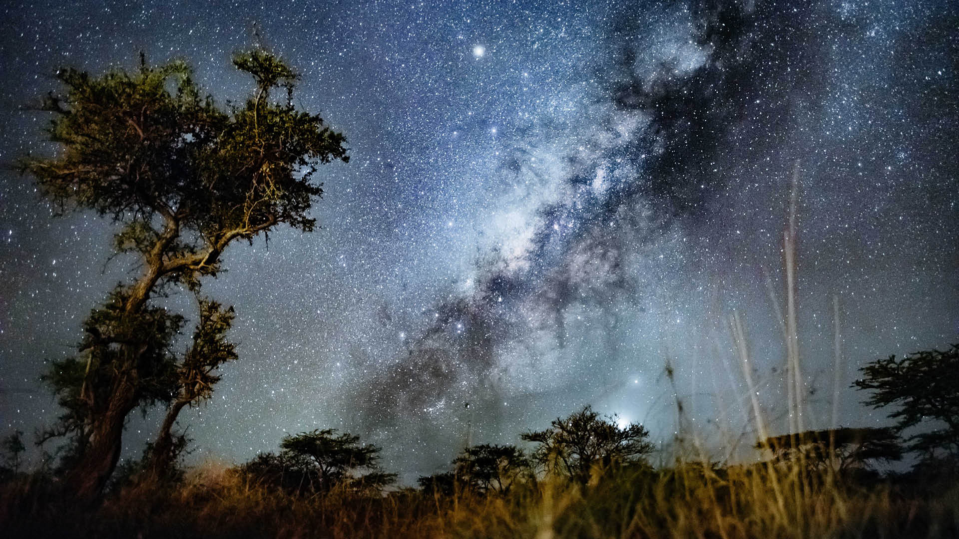Milky Way galaxy shining brightly above acacia trees in the African savannah at night
